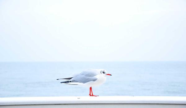 球坛百科